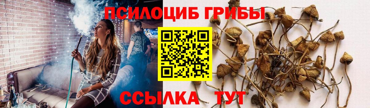 купить   Псилоцибиновые грибы Magic Shrooms  Вход с VPN  Знаменск 